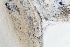 Professional Mold Removal in Elk River, MN